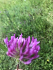 Trifolium alpestre