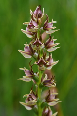 Prasophyllum appendiculatum