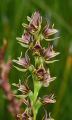 Prasophyllum appendiculatum