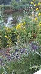 Sonchus arvensis