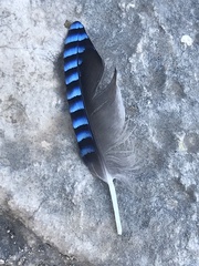 Garrulus glandarius samios