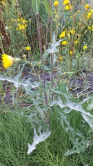 Sonchus arvensis