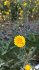 Sonchus arvensis