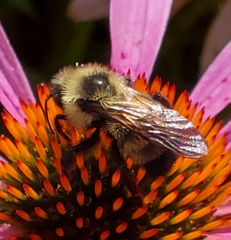 Bombus citrinus