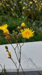 Sonchus arvensis