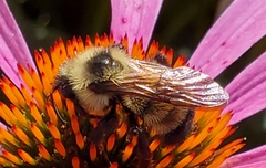 Bombus citrinus
