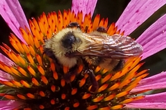 Bombus citrinus