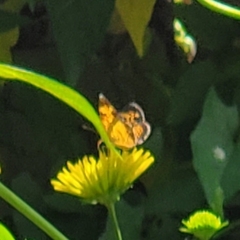 Phyciodes tharos