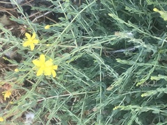 Hypericum triquetrifolium
