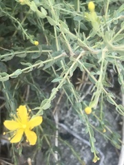 Hypericum triquetrifolium
