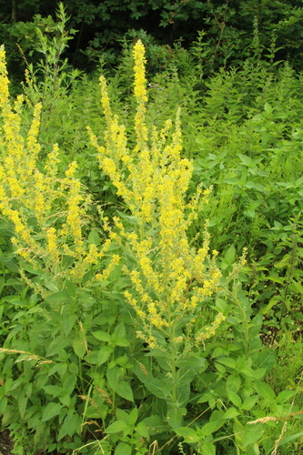 White mullein (Verbascum lychnitis)