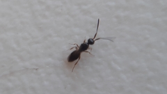 Ceraphronoidea