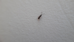 Ceraphronoidea