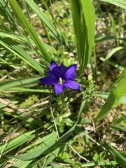 Gentiana dshimilensis
