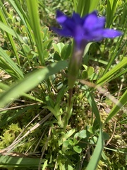 Gentiana dshimilensis