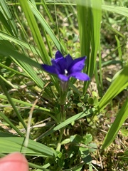 Gentiana dshimilensis