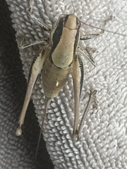 Eupholidoptera smyrnensis