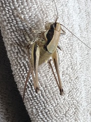 Eupholidoptera smyrnensis