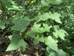 Ribes biebersteinii
