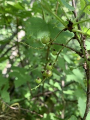 Ribes biebersteinii