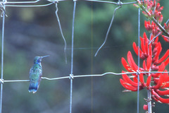 Colibri thalassinus