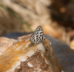 Castalius rosimon