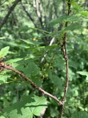 Ribes biebersteinii