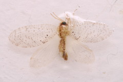 Hemerobius humulinus