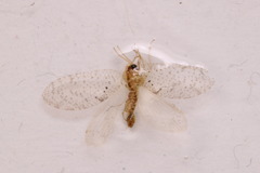 Hemerobius humulinus