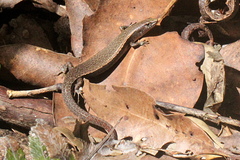 Lampropholis couperi