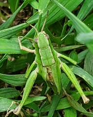 Dichromorpha viridis