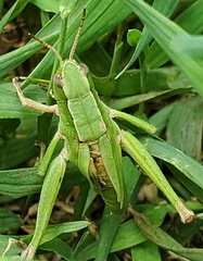 Dichromorpha viridis