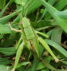 Dichromorpha viridis