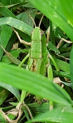 Dichromorpha viridis