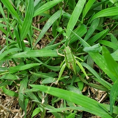 Dichromorpha viridis