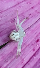 Thomisidae