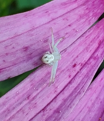 Thomisidae