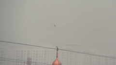 Pycnonotus aurigaster