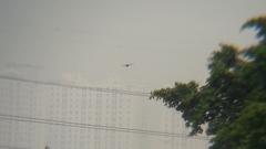 Pycnonotus aurigaster