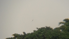 Pycnonotus aurigaster