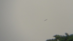 Pycnonotus aurigaster