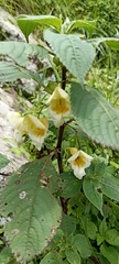 Impatiens scabrida