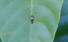 Lepidoptera