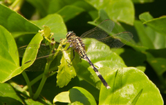 Orthetrum sabina
