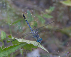 Diplacodes trivialis