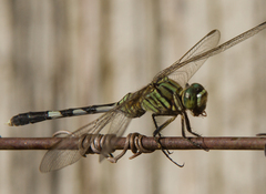 Orthetrum sabina