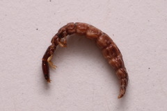 Dichrostigma flavipes