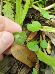 Hydrocotyle pterocarpa