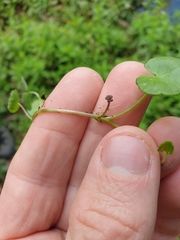 Hydrocotyle pterocarpa