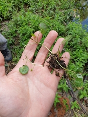 Hydrocotyle pterocarpa